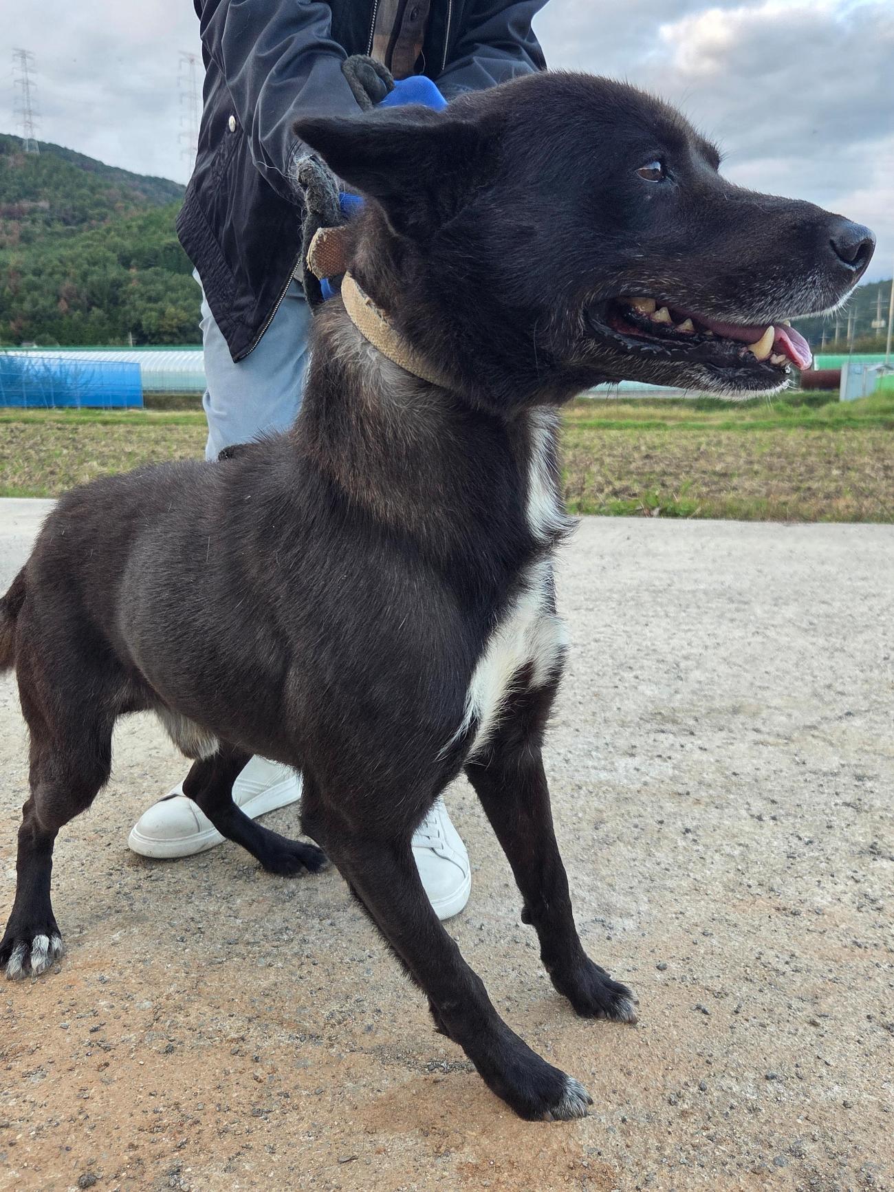 광양시 임시보호소_446484202500772